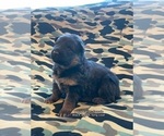 Small #22 Breeder Profile image