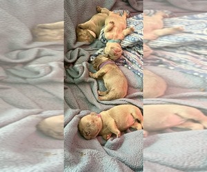 French Bulldog Dog Breeder near RIVERSIDE, NJ, USA