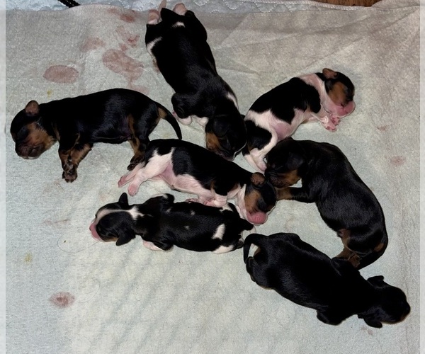 Medium Photo #2  Breeder Profile in LIBERTY, MS, USA