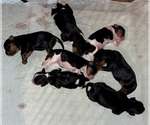 Small #1 Breeder Profile image