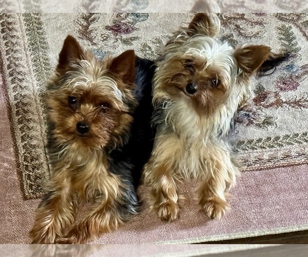 Medium Photo #10  Breeder Profile in BROOKHAVEN, MS, USA