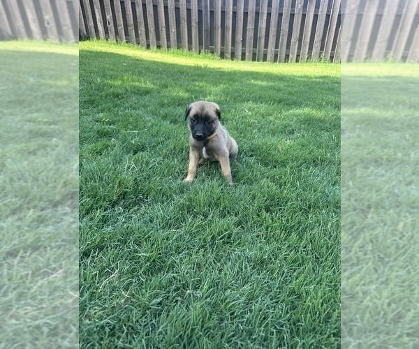 Medium Photo #8  Breeder Profile in ATHENS, AL, USA