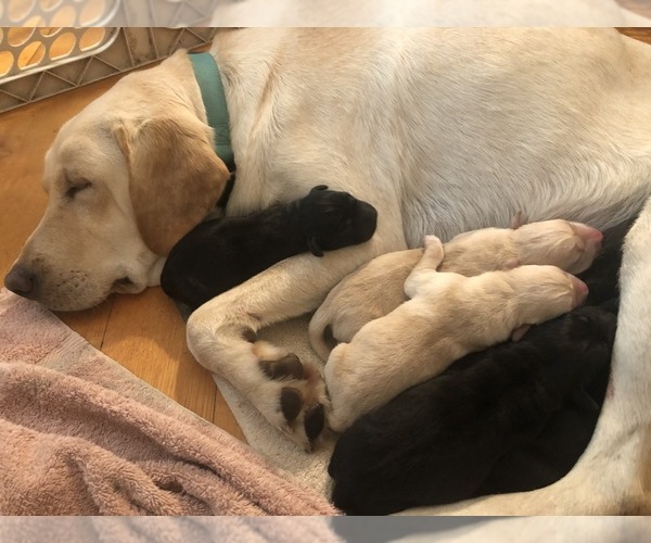 Medium Photo #19  Breeder Profile in AUGUSTA, WV, USA
