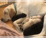 Small #18 Breeder Profile image