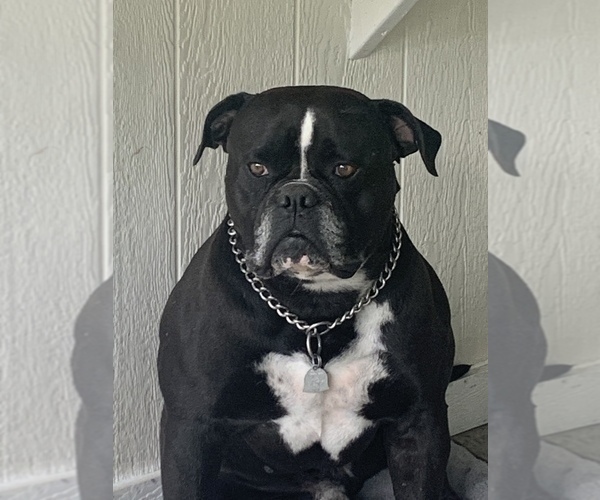 Medium Photo #18  Breeder Profile in COLUMBIA, KY, USA