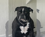 Small #17 Breeder Profile image