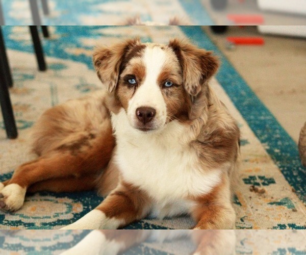 Medium Photo #3  Breeder Profile in SANGER, TX, USA