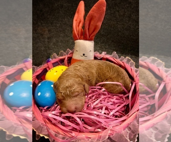 Medium Photo #1  Breeder Profile in HOUSTON, TX, USA