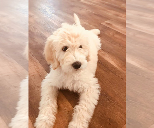 Medium Photo #1  Breeder Profile in PHOENIX, AZ, USA