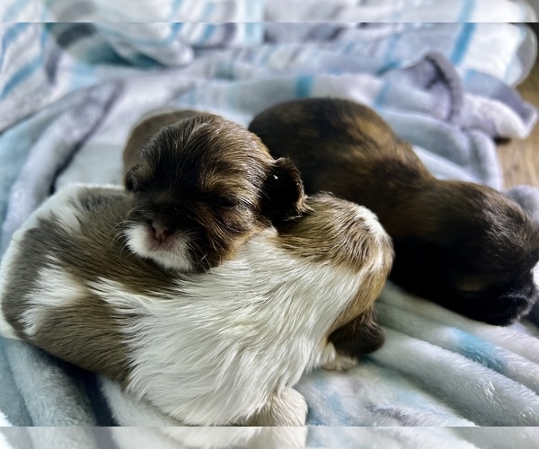 Medium Photo #1  Breeder Profile in MOORESVILLE, NC, USA