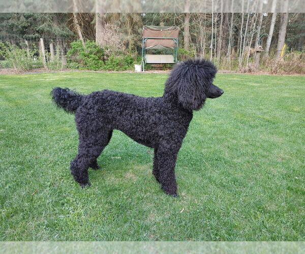 Medium Photo #9  Breeder Profile in CLAYTON, WA, USA