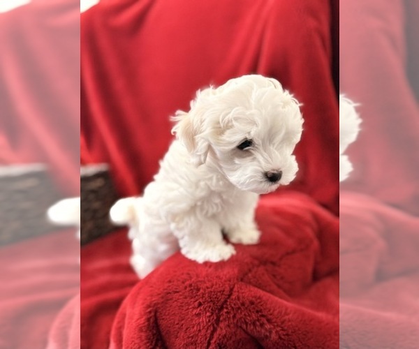 Medium Photo #3  Breeder Profile in DANVILLE, AR, USA