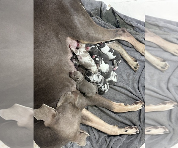 Medium Photo #1  Breeder Profile in HORICON, WI, USA