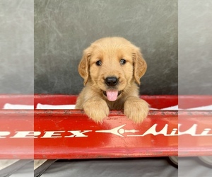 Golden Retriever Dog Breeder near OCALA, FL, USA