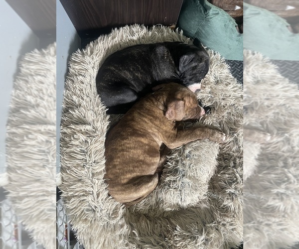 Medium Photo #5  Breeder Profile in TECUMSEH, MI, USA