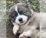 Small #40 Breeder Profile image