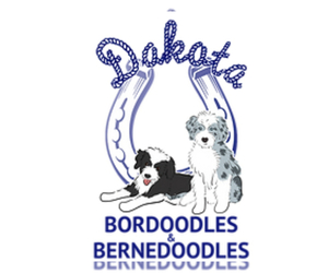 Bernedoodle-Bordoodle Mix Dog Breeder near ROSCOE, SD, USA