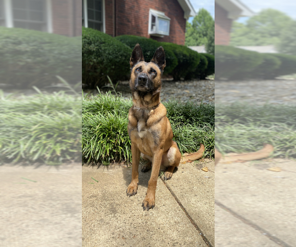 Medium Photo #1  Breeder Profile in GREENVILLE, SC, USA