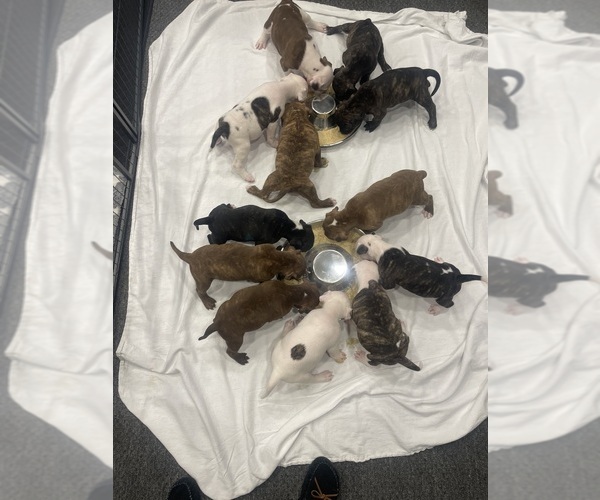 Medium Photo #1  Breeder Profile in TECUMSEH, MI, USA