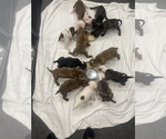 Small breeder photo