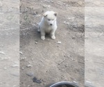 Small #1 Breeder Profile image