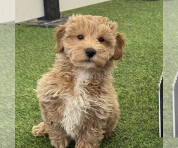 Medium Photo #1  Breeder Profile in INDIANAPOLIS, IN, USA