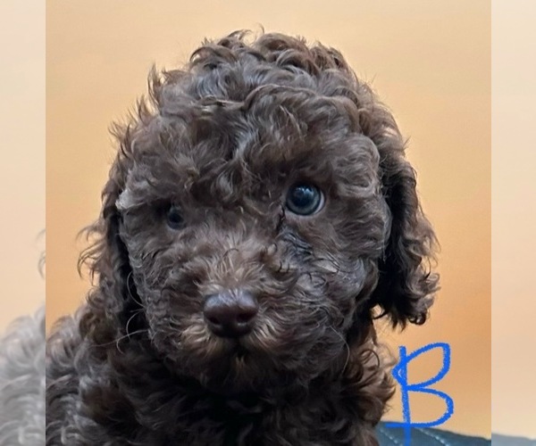 Medium Photo #1  Breeder Profile in AKRON, NY, USA