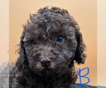 Small breeder photo