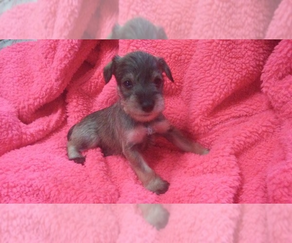 Medium Photo #1  Breeder Profile in MOBERLY, MO, USA