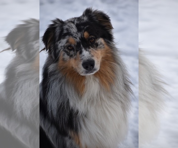 Medium Photo #26  Breeder Profile in NEW HAVEN, CT, USA
