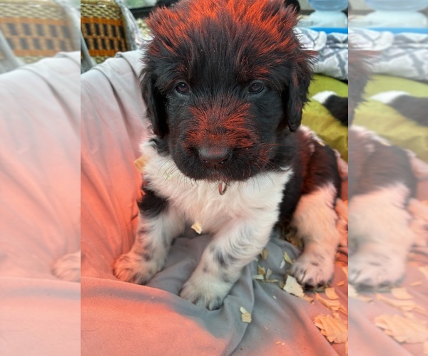 Medium Photo #16  Breeder Profile in SAXTONS RIVER, VT, USA