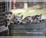 Small breeder photo