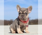 Small #17 Breeder Profile image