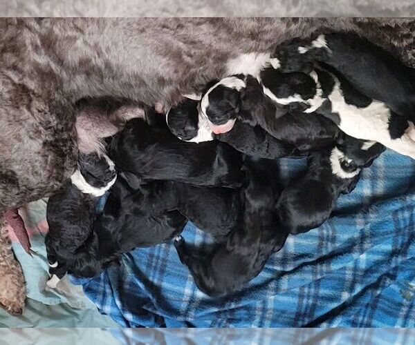 Medium Photo #1  Breeder Profile in SHELTON, WA, USA
