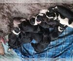 Small breeder photo