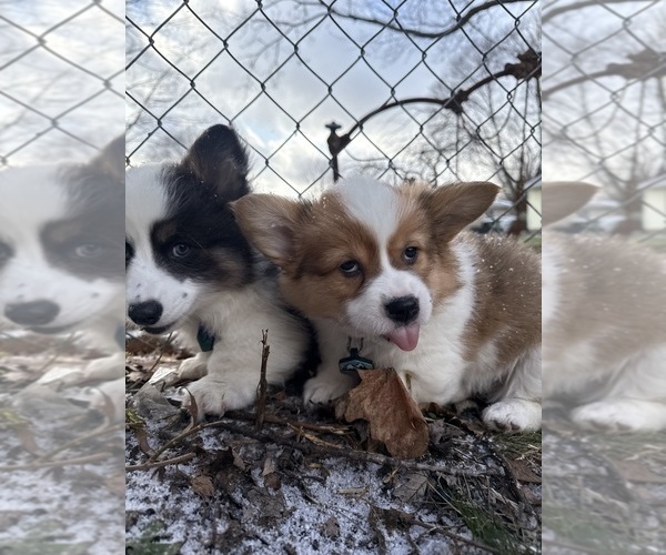 Medium Photo #7  Breeder Profile in GRAND RAPIDS, MI, USA