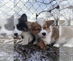 Small #6 Breeder Profile image