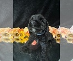 Small #9 Breeder Profile image