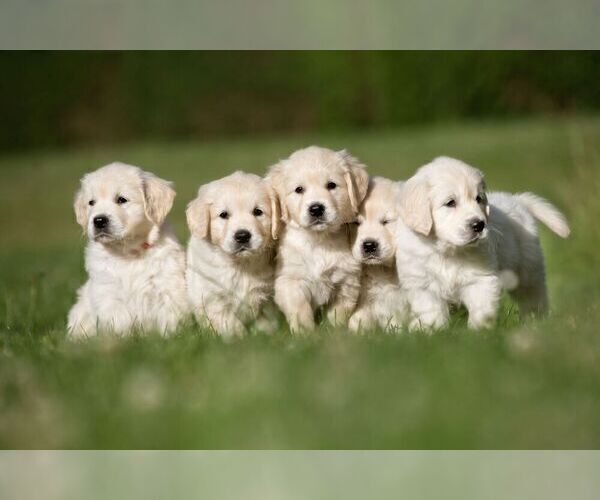 Medium Photo #7  Breeder Profile in VALDERS, WI, USA