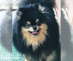 Pomeranian Dog Breeder near MASON, TN, USA