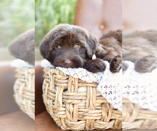 Medium Photo #5  Breeder Profile in MILLERSBURG, OH, USA