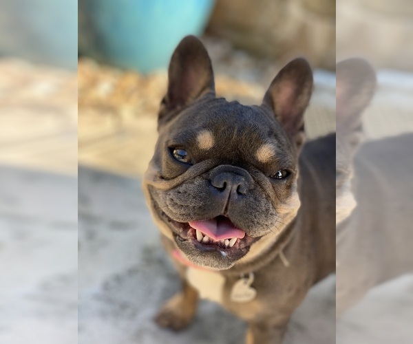 Medium Photo #1  Breeder Profile in MIDLOTHIAN, TX, USA
