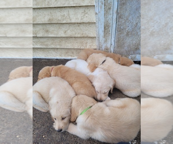 Medium Photo #1  Breeder Profile in GRINNELL, IA, USA