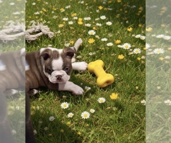 Medium Photo #3  Breeder Profile in SAINT CLAIR SHORES, MI, USA