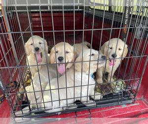 Golden Retriever Dog Breeder near MAPLE FALLS, WA, USA