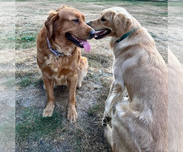 Medium Photo #2  Breeder Profile in ORTING, WA, USA