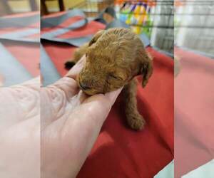 Poodle (Miniature) Dog Breeder in SPRING HILL,  USA