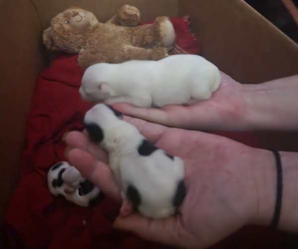 Medium Photo #1  Breeder Profile in CHARLOTTE, MI, USA