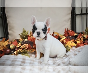 French Bulldog Dog Breeder near LIBERTY, KY, US