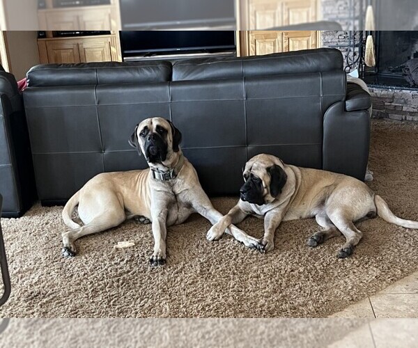 Medium Photo #1  Breeder Profile in FALLBROOK, CA, USA